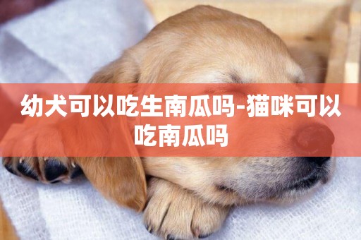 幼犬可以吃生南瓜吗-猫咪可以吃南瓜吗